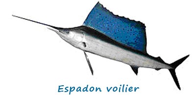 w-espadon-voilier